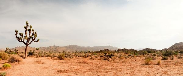 Sixth Mad Max Wasteland Festival In Mojave Desert